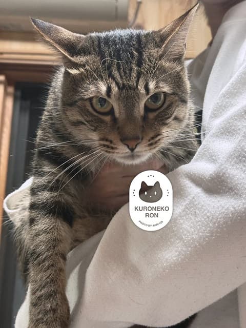 「やさぐれてる〜」漫画家が投稿した猫の”不満をあらわにしている”姿に反響