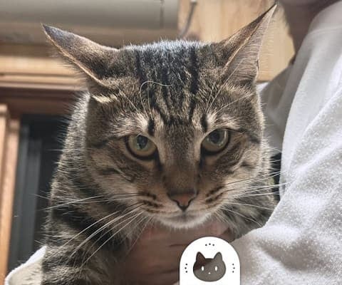 「やさぐれてる〜」漫画家が投稿した猫の”不満をあらわにしている”姿に反響