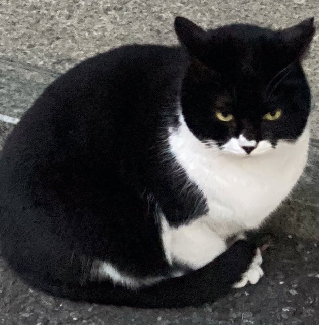 「常に心配で落ち着かない」人気アナウンサーが暑さを懸念