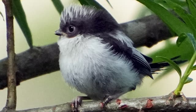 シマエナガの赤ちゃんが無事に巣立ち…帯廣神社に舞い降りた小さな幸せ