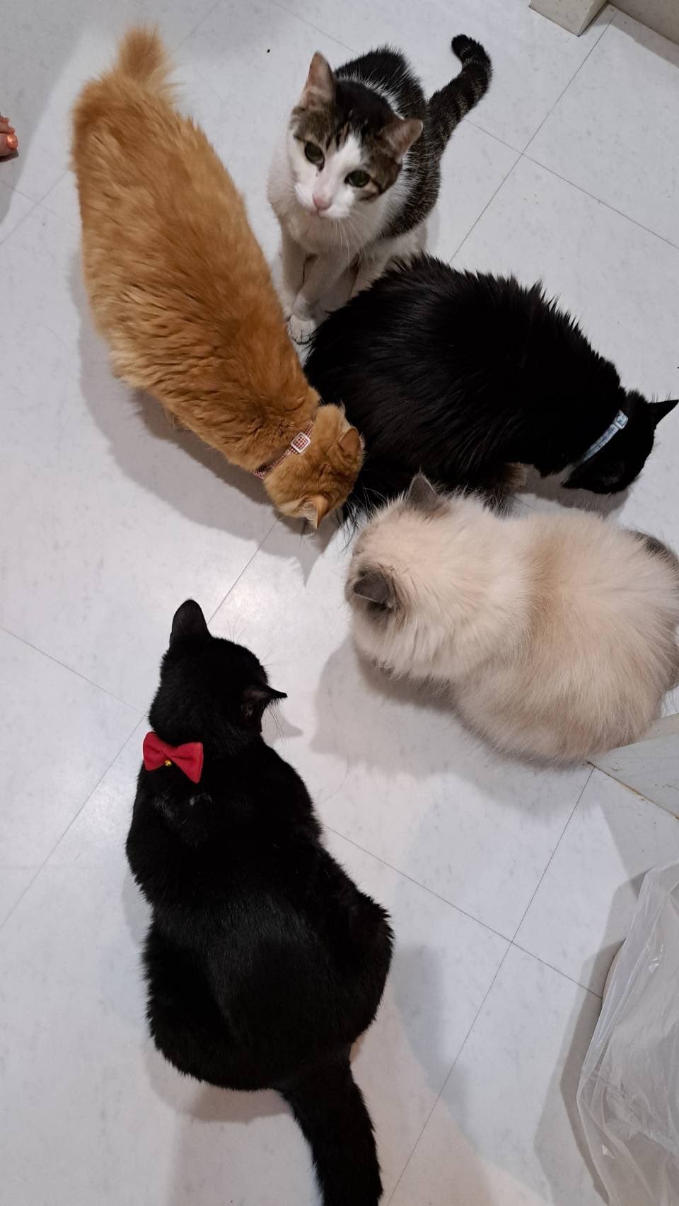 美人タレントが大好きな猫とのプライベート写真を公開