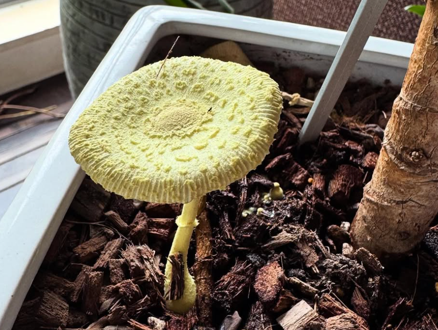 高岡早紀、自宅に“幸運のきのこ”出現「今年もウチにやってきたよ」