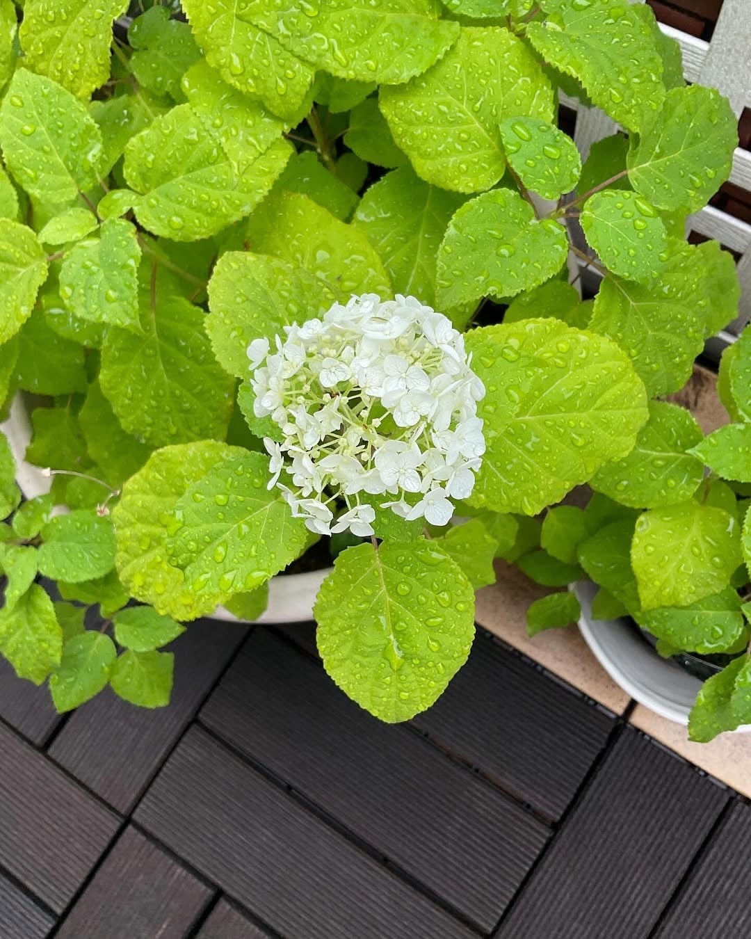 感慨深い！ピンクレディーのケイが語った命日のお参りとデビュー50周年、ソロデビュー45周年の決意！！