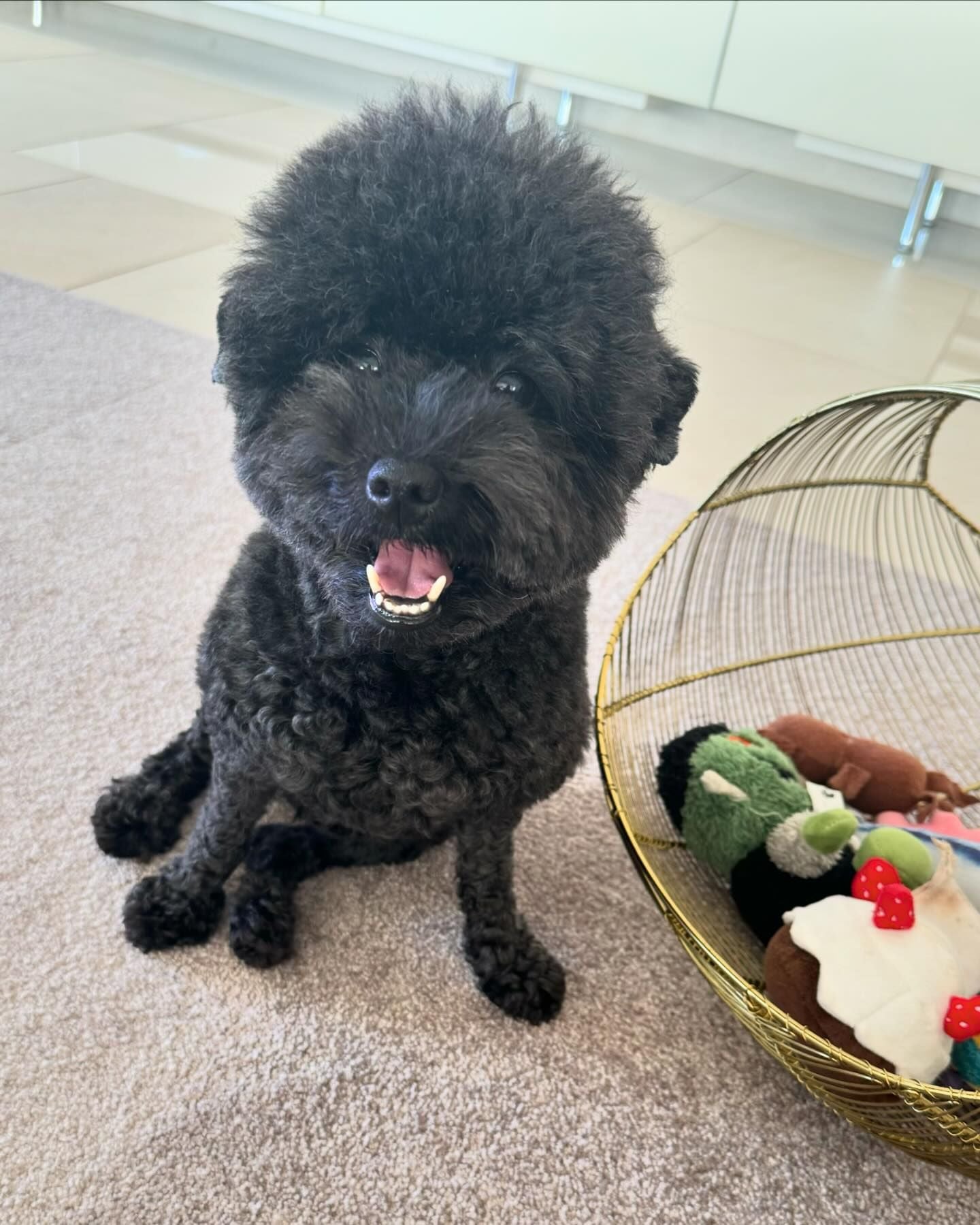 浜田雅功の妻・小川菜摘が愛犬「トコちゃん」最新ショット公開!!「ひつじのショーン」化!?