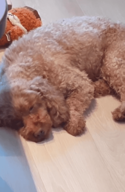 美人アナ・谷尻萌「愛犬メイちゃんはお眠」でも飼い主の方がかまってほしくてしょうがない⁉