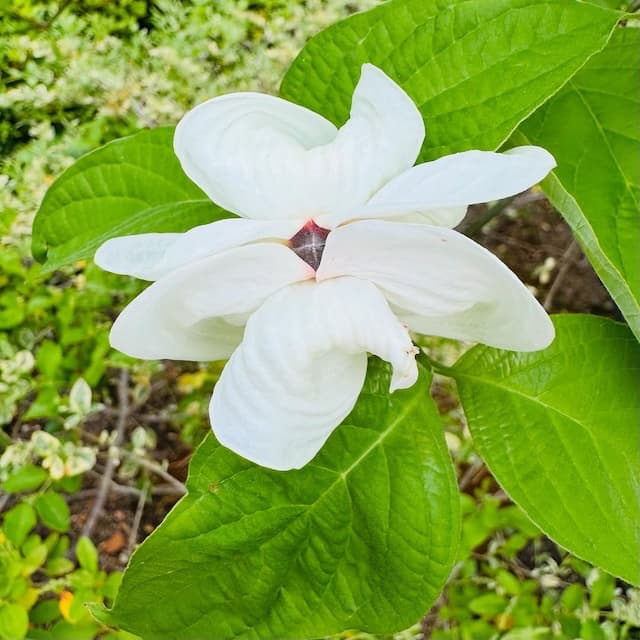 尾木ママ、真っ白なハナミズキと可愛い和菓子の写真をアップ！