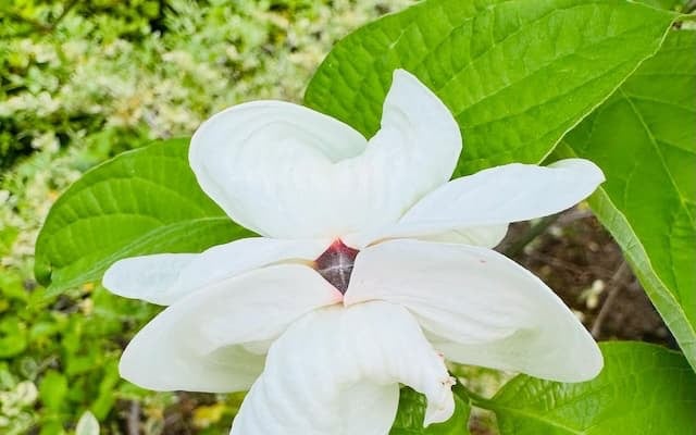 尾木ママ、真っ白なハナミズキと可愛い和菓子の写真をアップ！