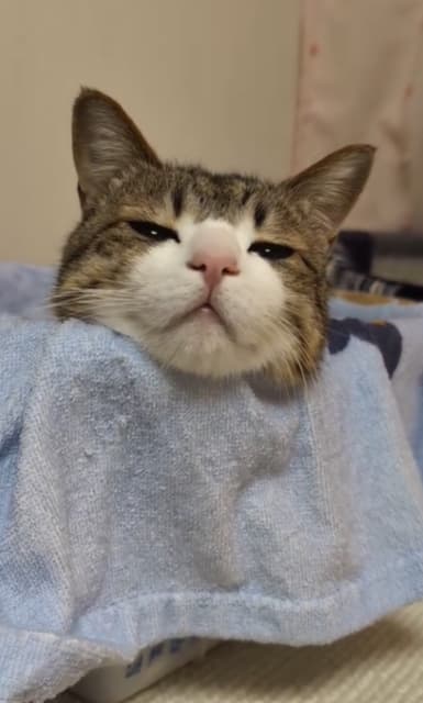 眠たいのかな？Suzume Catの最新動画「うっとりする猫」が「可愛いです〜」と話題に！