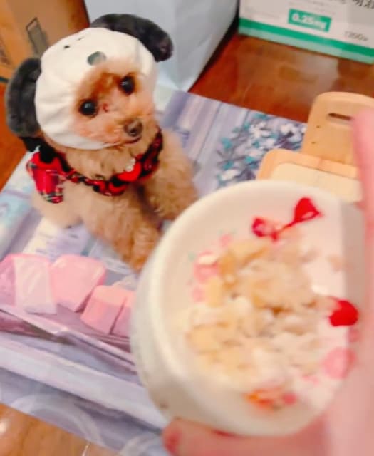 手越祐也、クリスマスイヴに自宅でワンコたちと戯れる動画が何とも愛くるしいと話題に！