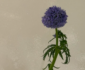 髙石あかり、お気に入りの花瓶をお迎え「また今度載せますね」