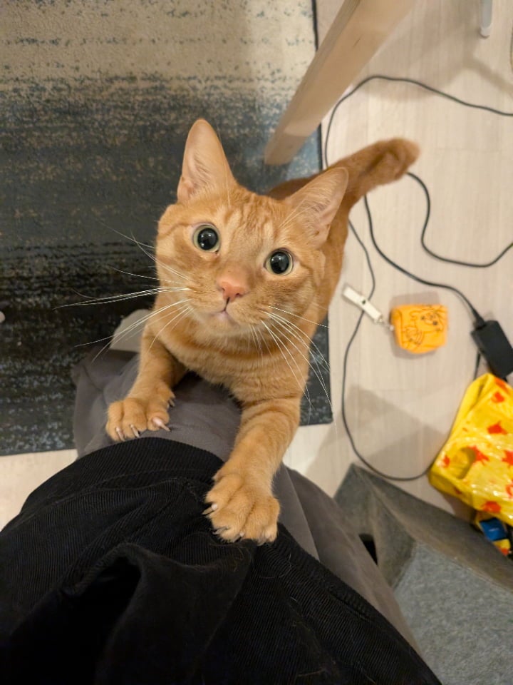 「◯◯してると登ってくる」松丸亮吾の愛猫・リドくんが「天使すぎる」と話題に！