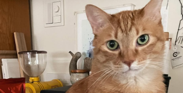 石田ゆり子宅“王子”ハニオのごはん事情にほっこり！「ばびぶーのテーブルが身分不相応！？」