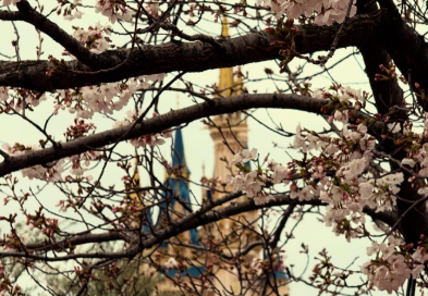 「夢と春のコラボ」濱口優が捉えた“桜越しのシンデレラ城”にうっとり