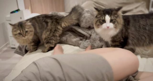 「今日は2匹とも来た」東雲うみが寝室を開放し猫と一緒に寝る