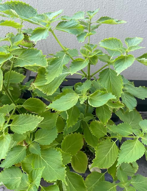 アンガールズ田中 家庭菜園を楽しむ