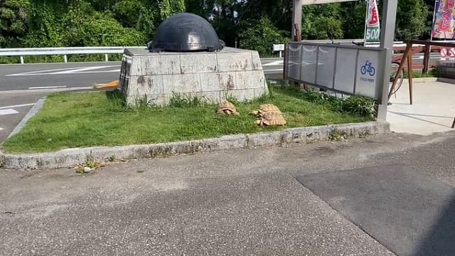 「我が家のお庭にも出張してきて」可愛い”全自動芝刈り隊”の姿を道の駅ウミガメ公園が公開