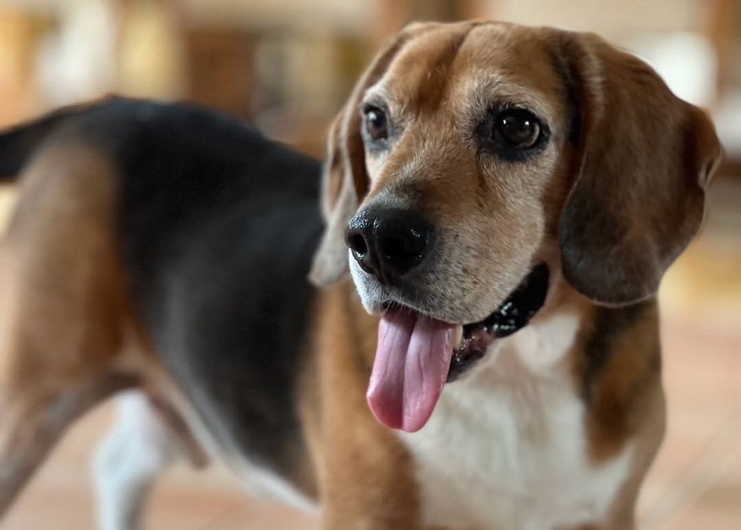 松任谷由実に“愛犬からエール”、53周年の祝福と40枚目への期待を込めて