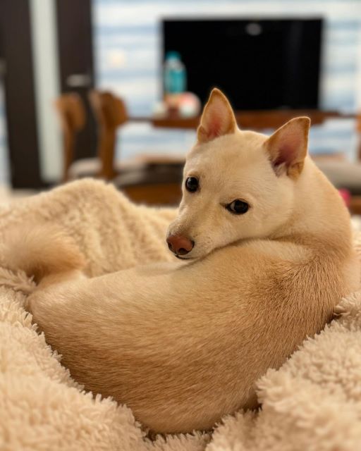 かまいたち山内「繊細な女」 のある姿の撮影に成功⁉︎