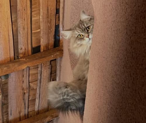 アンガールズ田中、ロケ中に視線が気になり上を見上げた先には・・・