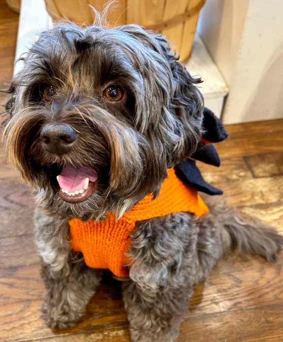 木村拓哉、愛犬のハロウィンコスプレ姿を公開📸🐶