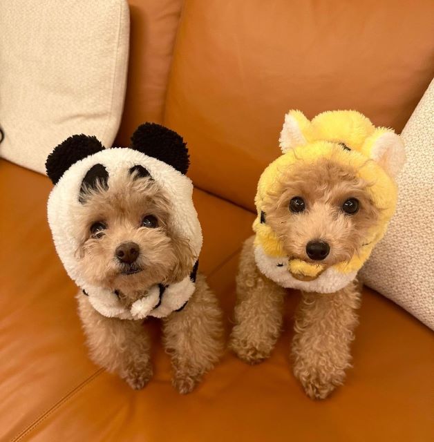 フジアナ・堤礼実「お利口さんなうちの子」ハロウィン仕様激カワショットにファンもほっこり