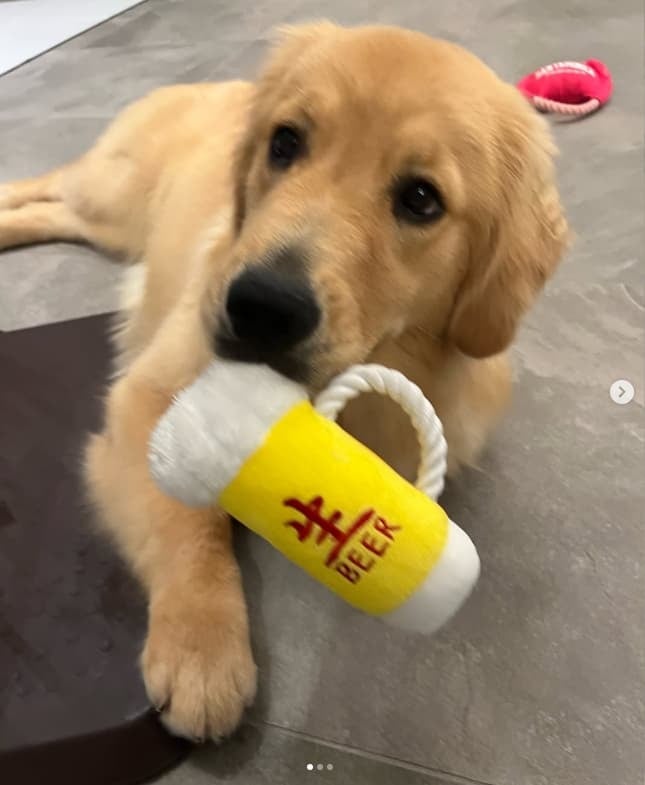 【画像】高橋ひとみ、愛犬柚ちゃんが、ビール型おもちゃを口にくわえた写真がかわいい！
