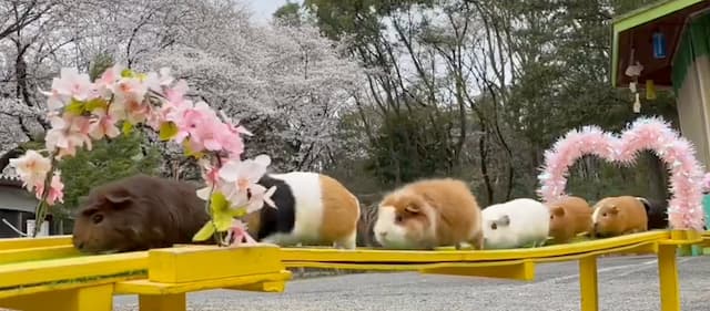桜のアーチをくぐって…！ 智光山公園のテンジクネズミたちが“おかえり橋”を行進