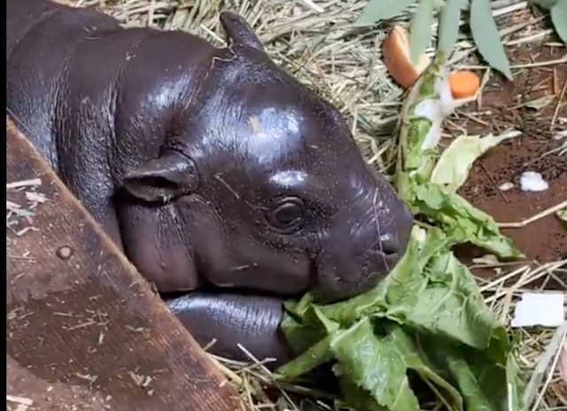 コビトカバの赤ちゃん「コブシ」、白菜デビューにほっこり！