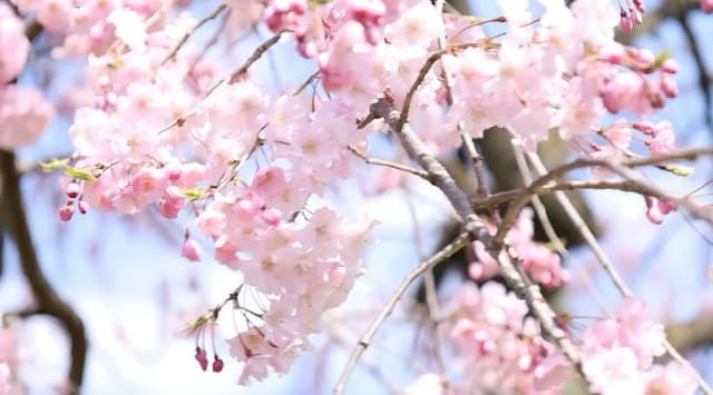 「新しい命に感謝しております」女子バスケ元日本代表・三好南穂が第一子妊娠を報告