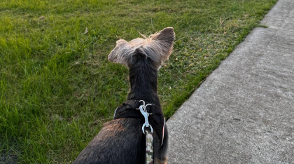 「カッコいいやんかぁ」上原浩治、愛犬KJの夕日を見つめる後ろ姿を公開！「カッコいいやんかぁ」