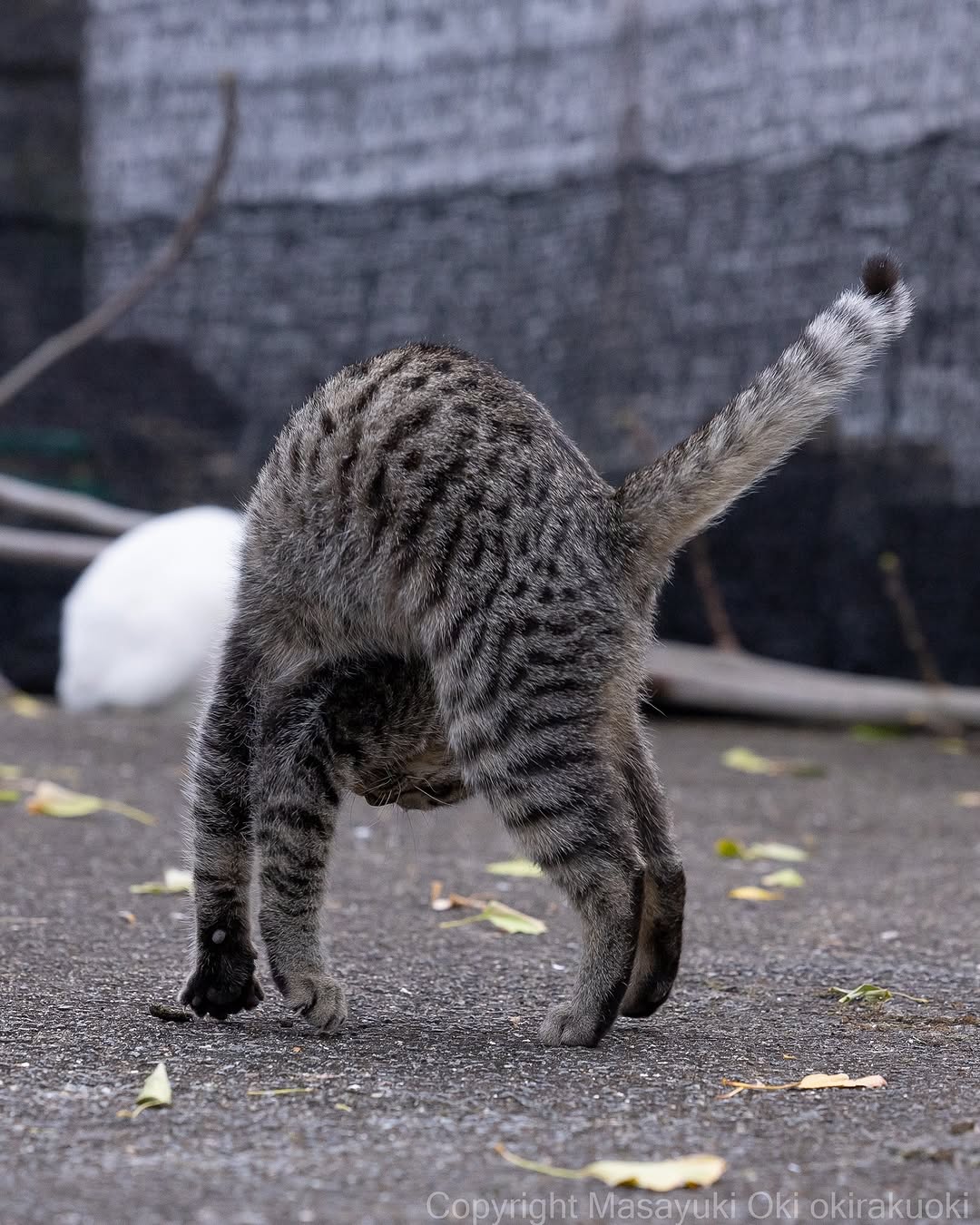 沖昌之、猫の決定的瞬間を捉えた写真が反響