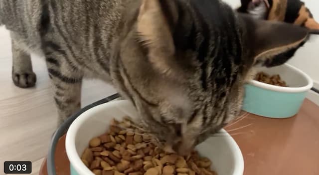 佐久間大介が愛猫の動画をアップ。「大好きな朝ごはん(^^)」