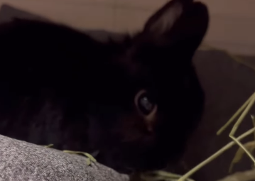 「涙が出るほど嬉しい…」女優・安川結花、病気で歩けなくなった愛ウサギの奇跡の回復に感動の声