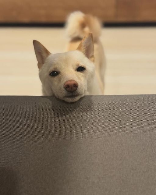 「遅ればせながら…」かまいたち山内、愛犬むぎちゃんの可愛すぎる写真で新年のご挨拶！