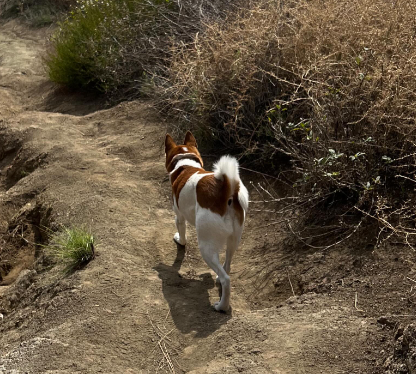 「可愛い🐕😍❤️」ローラが保護犬・あきちゃんの動画を公開✨