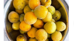 望月理恵、今年も「梅仕事」開始　「美味しすぎて毎年止められません」