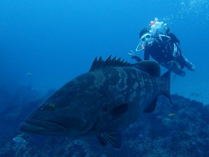 小島瑠璃子 スキューバダイビング中に巨大○○に遭遇⁉「オォ～!! デカイ」