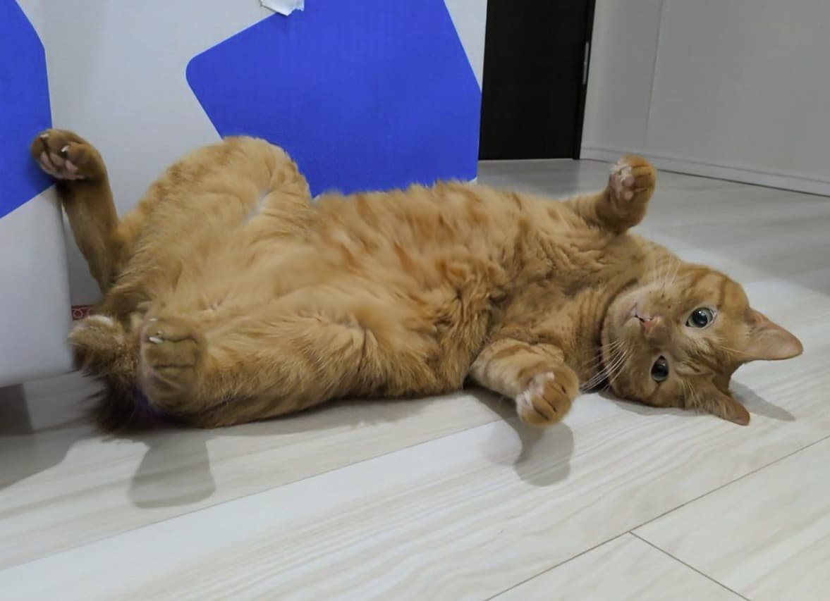 「起きたら枕元で待ち伏せしてた」松丸亮吾の愛猫が起きたらゴロン。様子をシェア