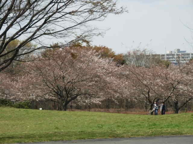 大井ふ頭公園は桜も満開撮影：手束仁