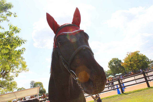 東京競馬場に女性のための無料休憩エリア「UMAJO SPOT」2か所オープン
