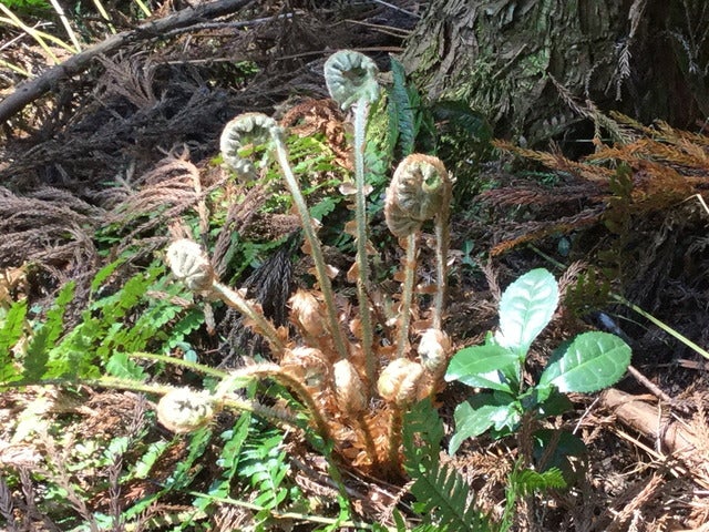 ゼンマイ。山菜そばが食べたくなる