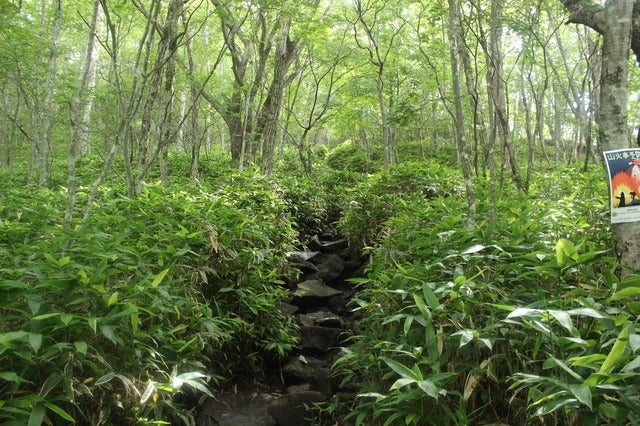 登山道(1)撮影:久米成佳