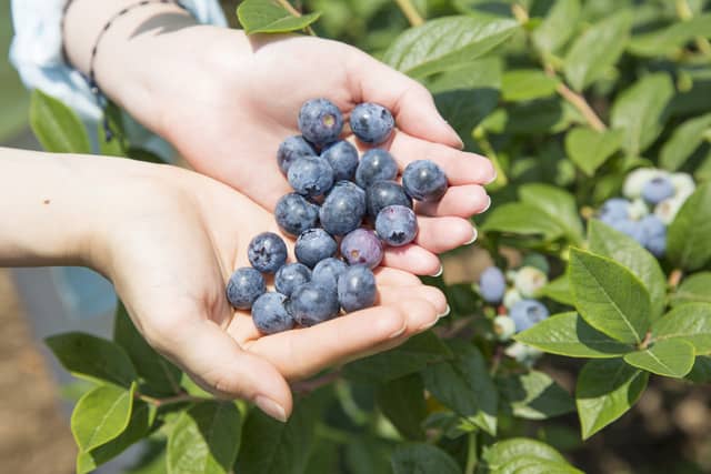 フルーツと自然をめぐるサイクリングプログラム「かすみがうらライドクエストフルーツハンター夏」スタート