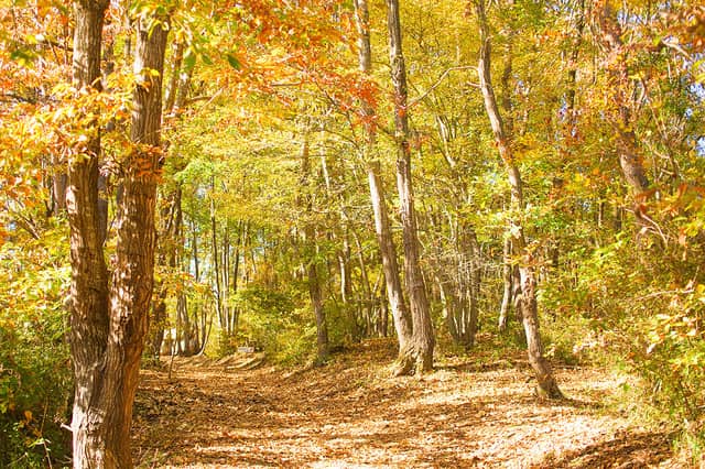 屋内ネットアスレチック「巨大ネットの森 SUMIKA」がツインリンクもてぎに3月オープン