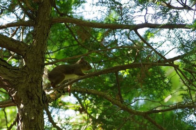 屋内ネットアスレチック「巨大ネットの森 SUMIKA」がツインリンクもてぎに3月オープン