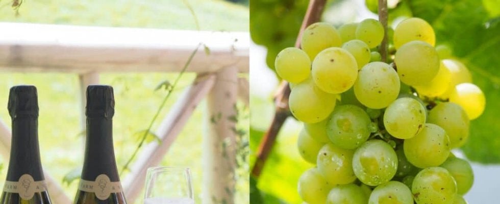 ファーストクラスで愛される極上の日本ワイン、誕生秘話に感動！