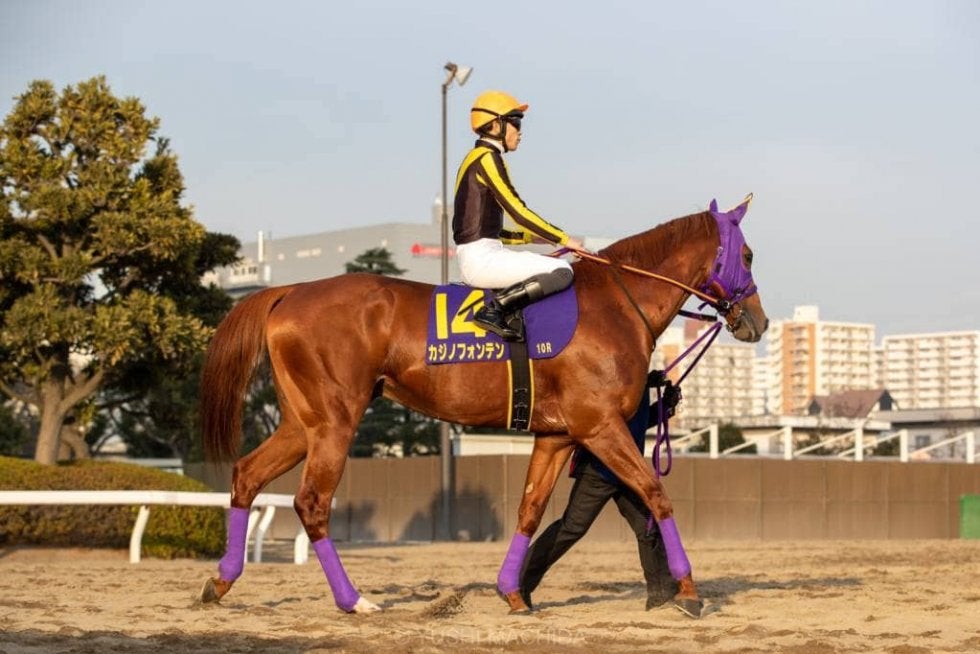 東京大賞典 張田 俺の根性が足りなかった レース後ジョッキーコメント その他競技 スポーツブル スポブル