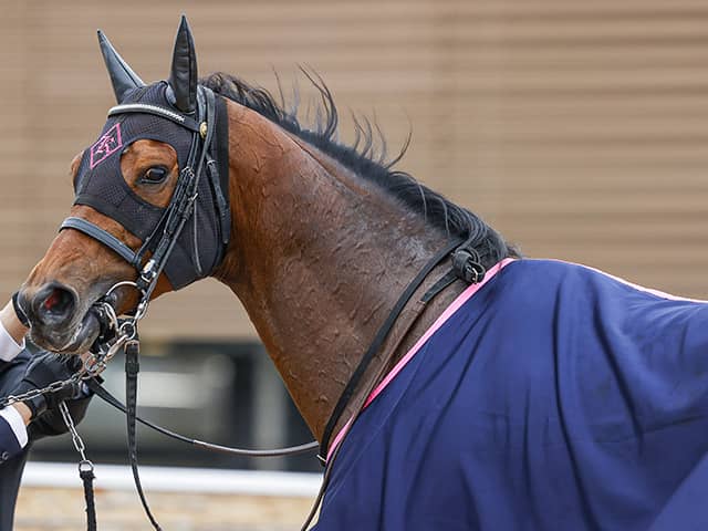 Jra ミッキースワローが引退 ディープインパクト孫では初の種牡馬入り その他競技 スポーツブル スポブル