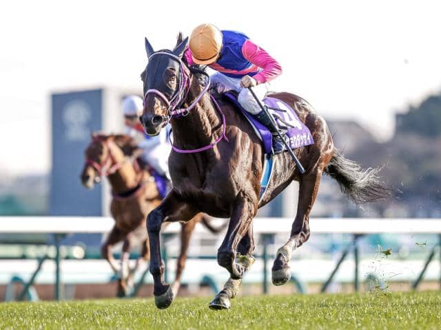 阪神スプリングジャンプ予想 メイショウダッサイ 勝って堂々中山グランドジャンプへ その他競技 スポーツブル スポブル