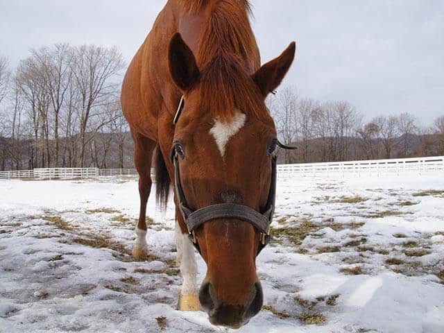 アグネスデジタル　17年間の種牡馬生活を終えて「これからは元気で1日でも長く生きてほしい」